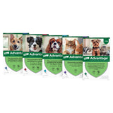 Advantage for dogs - pack of 4