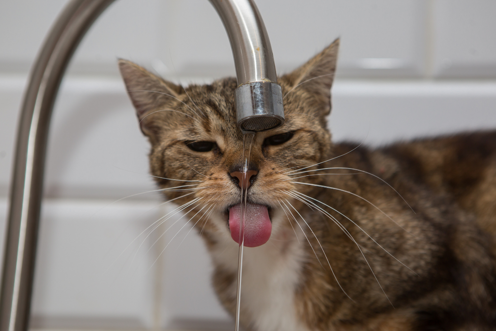 Thirsty for Knowledge: Understanding Dehydration in Your Feline and Canine Companions