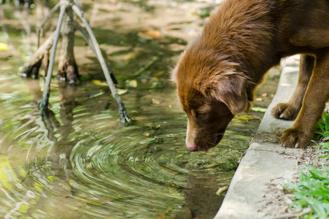 dog drinking at the lake