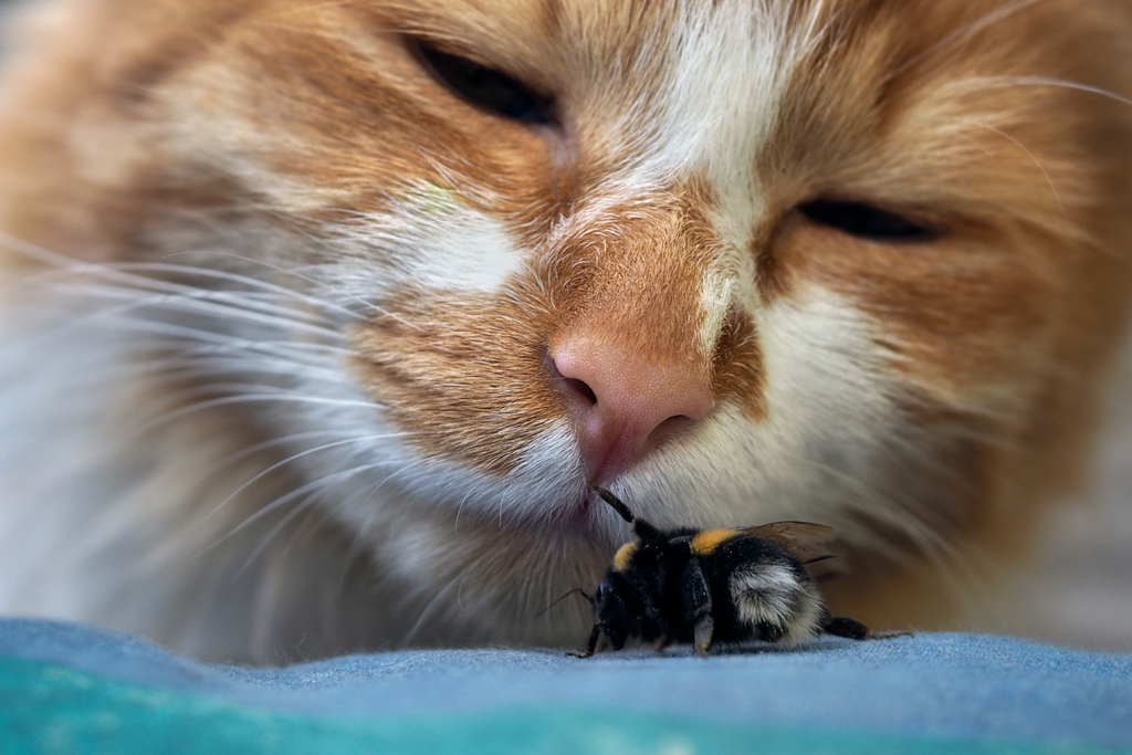 Summer Hazards for Cats & Dogs: Protecting Your Pet from Heat, Pests, & More!